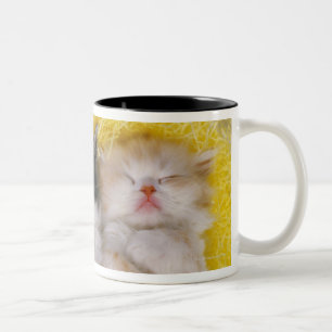 Exotic Shorthair; is Breeders crossed the Two-Tone Coffee Mug