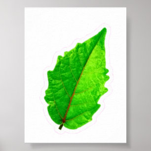 Exotic Tropical Green Leaf with Red Veins Macro P Poster