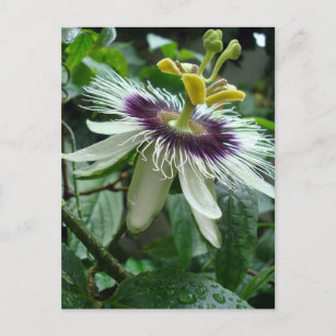 Exotic Tropical Passion Fruit Flower Postcard