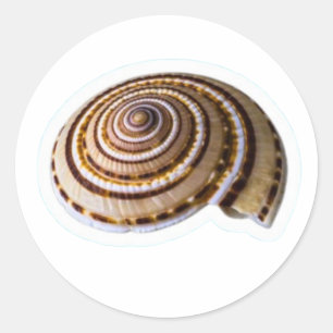 Exotic Tropical Sea Shells - Coastal Nature Collec Classic Round Sticker