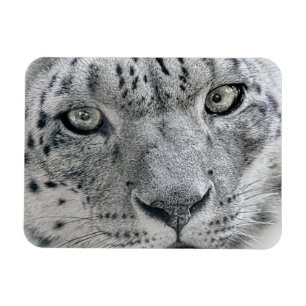 Exotic White Snow Leopard Magnet