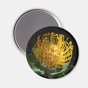 Exotic Yellow Protea Pin Cushion Flower Magnet