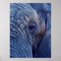 EXPERIENCE WALK WITH THE ELEPHANTS HOW ABOUT HUGGI