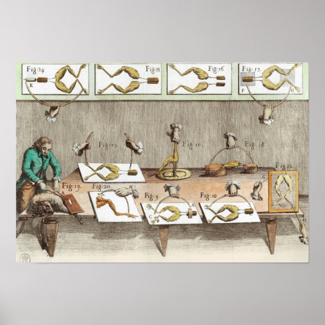 Experiment on frogs poster (Front)