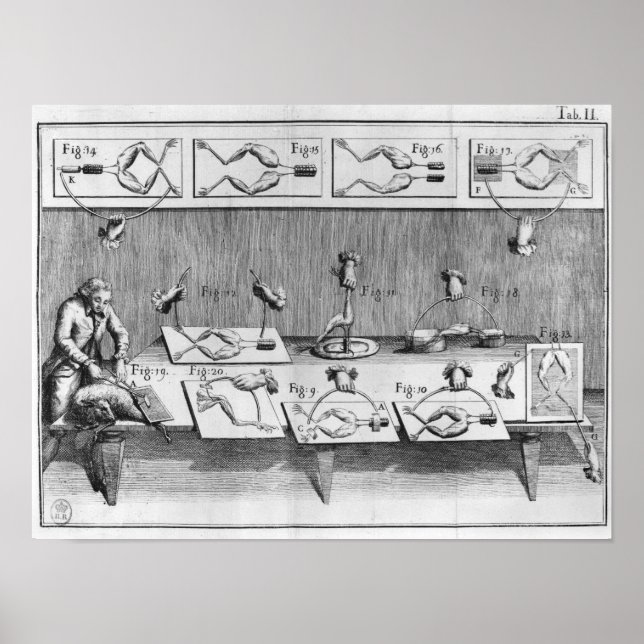Experiment on frogs poster (Front)
