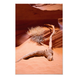 Explore Arizona Photo Print