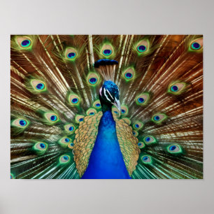 Explore Majestic Beautiful Peacock Photos Poster
