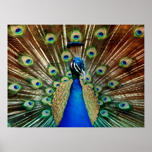 Explore Majestic Beautiful Peacock Photos Poster (Front)