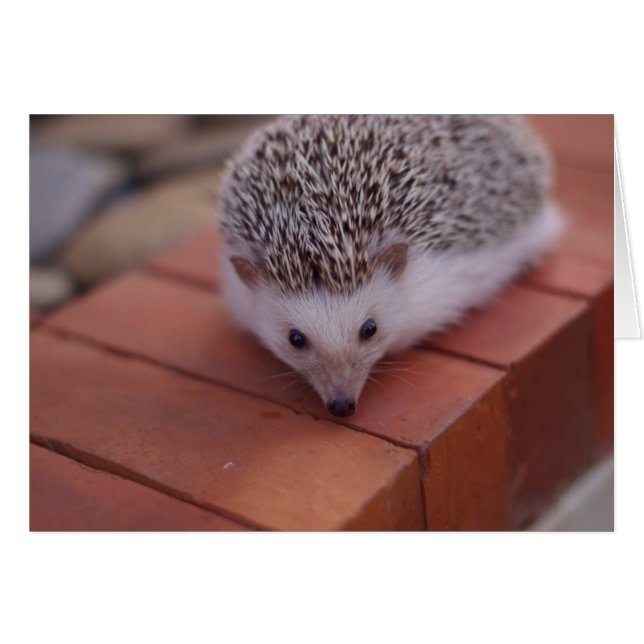 Exploring hedgehog card (Front Horizontal)