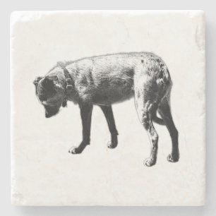 Exploring Terrier Mix Coaster