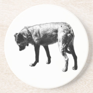 Exploring Terrier Mix Coaster