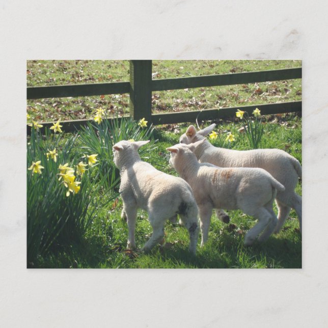 Exploring the Daffodils! three lambs on the run Postcard (Front)