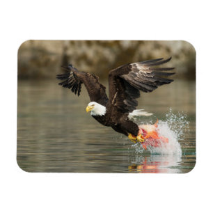 Explosive Bald Eagle Magnet