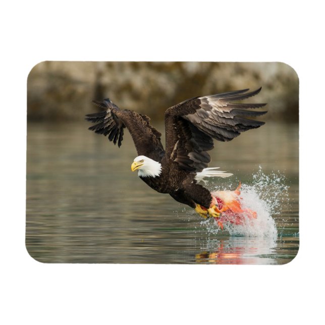 Explosive Bald Eagle Magnet (Horizontal)