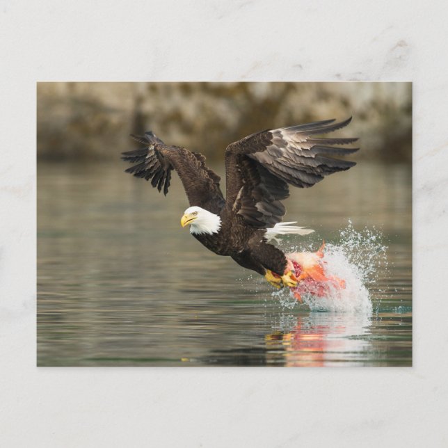 Explosive Bald Eagle Postcard (Front)