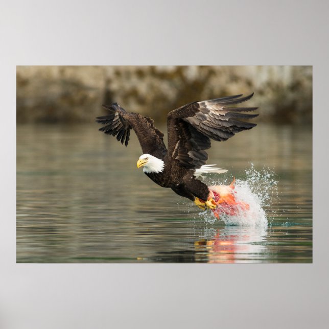 Explosive Bald Eagle Poster (Front)