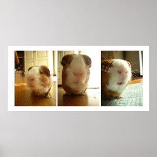 Expressions of a Guinea Pig Poster