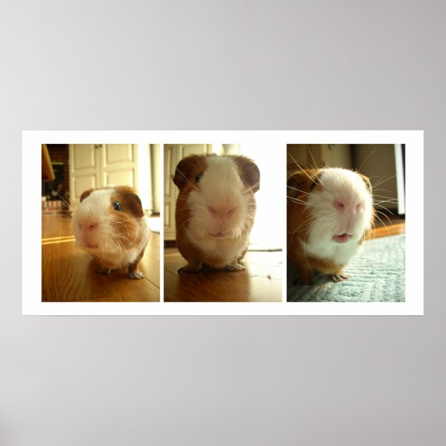 Expressions of a Guinea Pig Poster (Front)