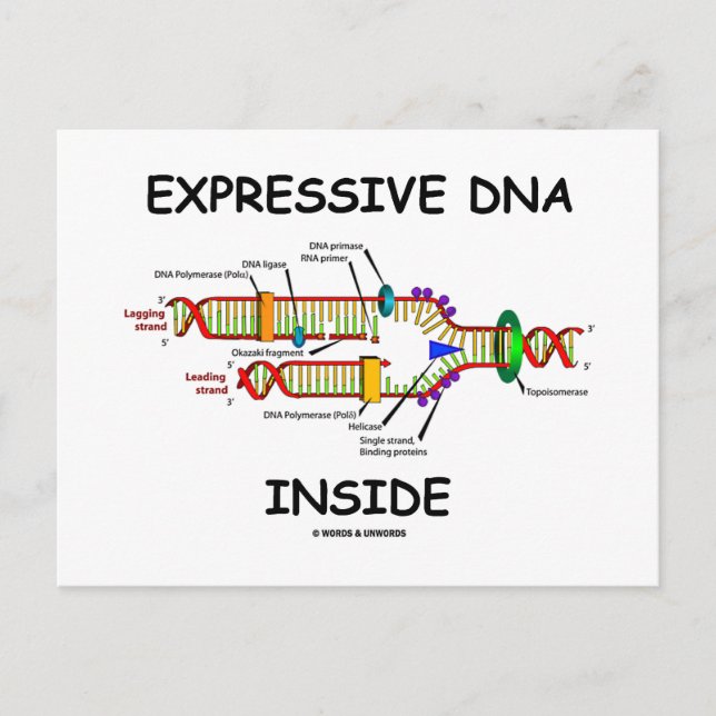 Expressive DNA Inside (DNA Replication) Postcard (Front)