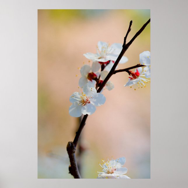 Exquisite Japanese Apricot Flowers Poster (Front)