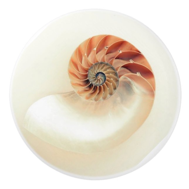 Exquisite nautilus shell ceramic knob (Front)