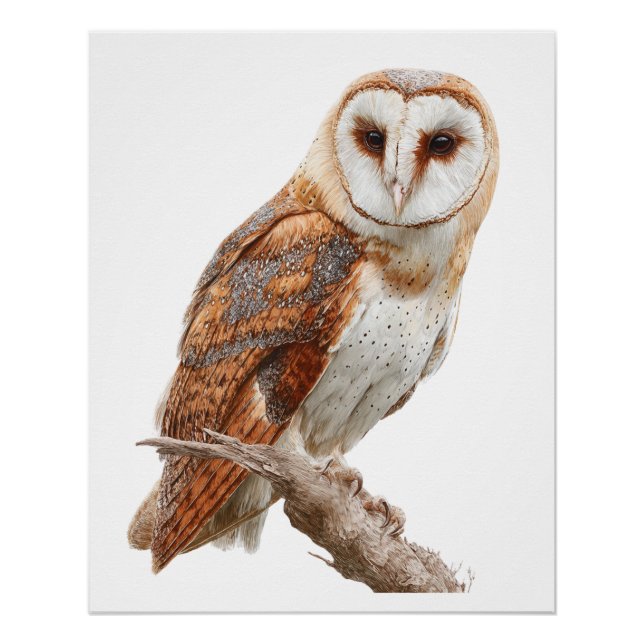 Exquisite Watercolor Barn Owl Portrait Poster (Front)