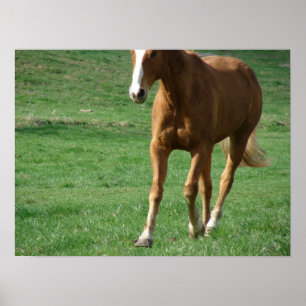 Extended Trot Poster