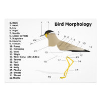External Morphology of a Bird Vanellus Malabaricus