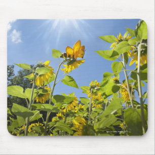 extra large bee on Sunflower Mouse Pad