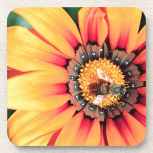 Extreme Close-Up Of A Bee Collecting Pollen Coaster