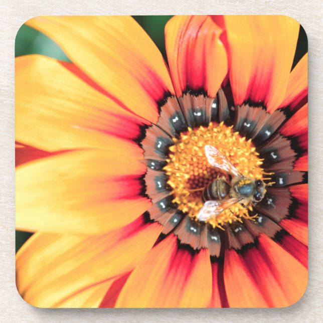 Extreme Close-Up Of A Bee Collecting Pollen Coaster (Front)