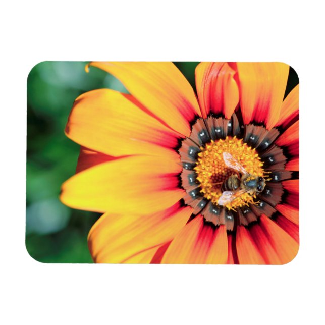 Extreme Close-Up Of A Bee Collecting Pollen Magnet (Horizontal)