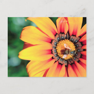 Extreme Close-Up Of A Bee Collecting Pollen Postcard