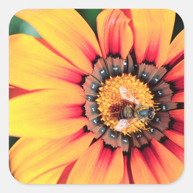 Extreme Close-Up Of A Bee Collecting Pollen Square Sticker (Front)