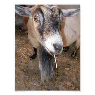 Extreme Close Up of a Billy Goat Eating Hay Photo Print