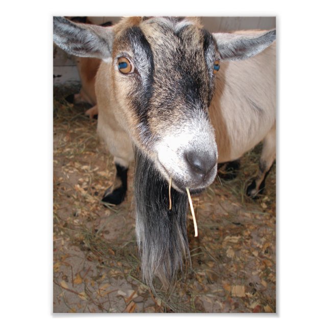 Extreme Close Up of a Billy Goat Eating Hay Photo Print (Front)