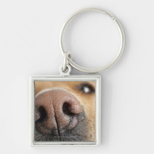Extreme close-up of a dog nose. key ring