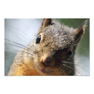 Extreme Closeup Squirrel Picture Photo Print