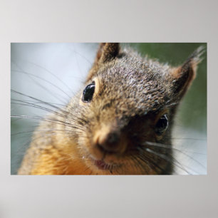 Extreme Closeup Squirrel Picture Poster