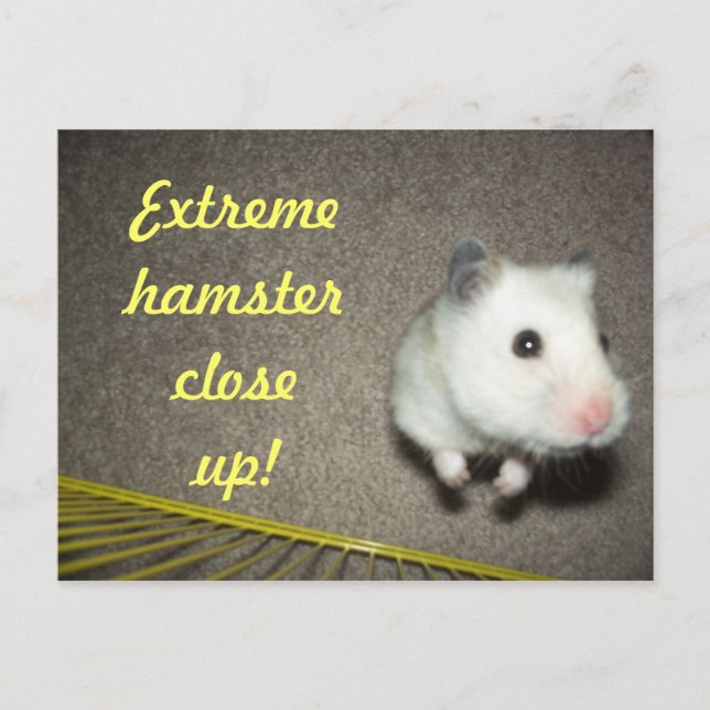 Extreme Hamster Close Up Postcard (Front)