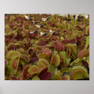 Extreme sport for flies. poster