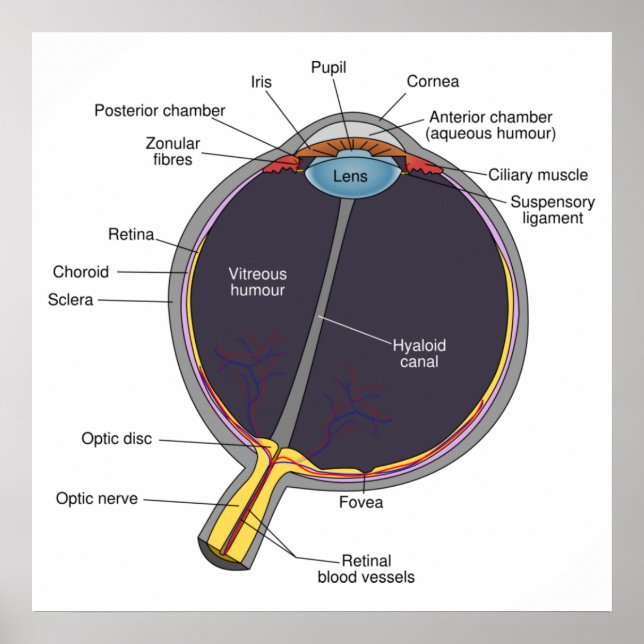 Eye Anatomy Poster (Front)