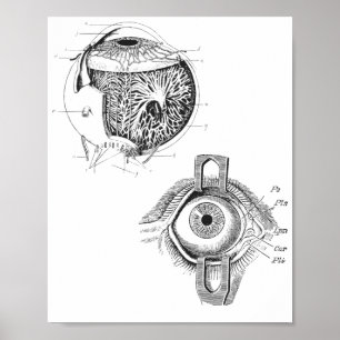 Eye-Anatomy Poster