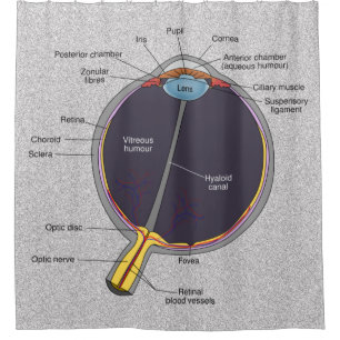 Eye Anatomy Shower Curtain