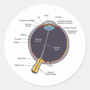 Eye Anatomy Stickers