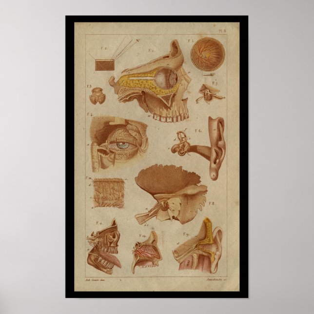 Eye Ear Nerves Vintage Anatomy Print (Front)
