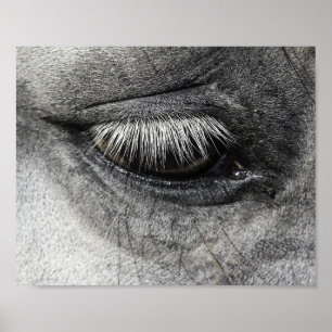 Eye, equine fine art close up photography, poster