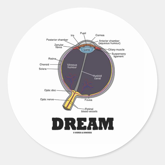Eye (I) Dream (Anatomical Human Eyeball) Classic Round Sticker (Front)