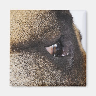 Eye of Great Dane Magnet