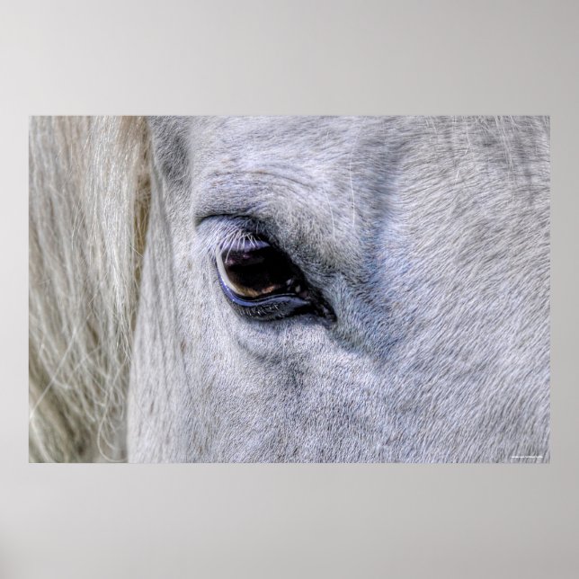 Eye of Horse White Ranch Mare Photo Poster (Front)